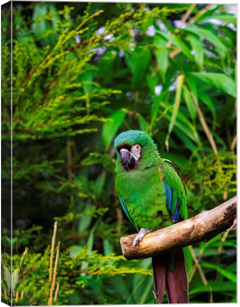 Chestnut Fronted Macaw Canvas Print by Emma Dickson