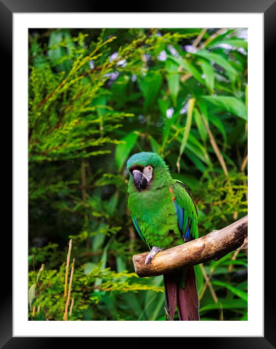 Chestnut Fronted Macaw Framed Mounted Print by Emma Dickson