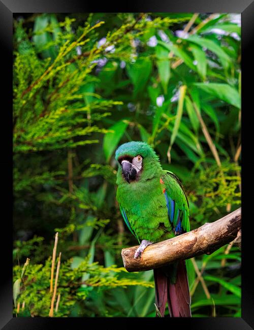 Chestnut Fronted Macaw Framed Print by Emma Dickson