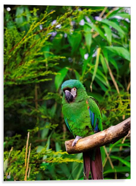 Chestnut Fronted Macaw Acrylic by Emma Dickson