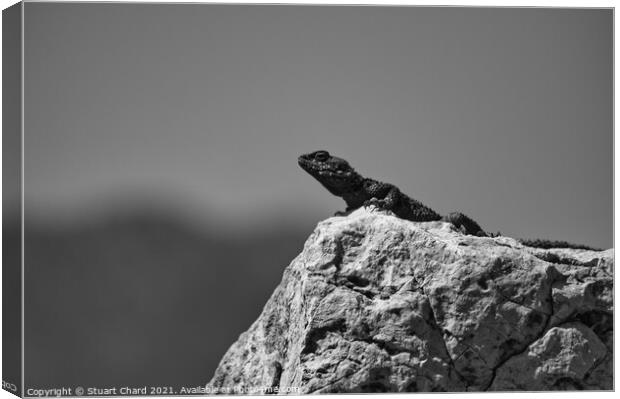 Lizard on a rock Canvas Print by Travel and Pixels 
