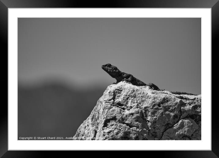 Lizard on a rock Framed Mounted Print by Stuart Chard
