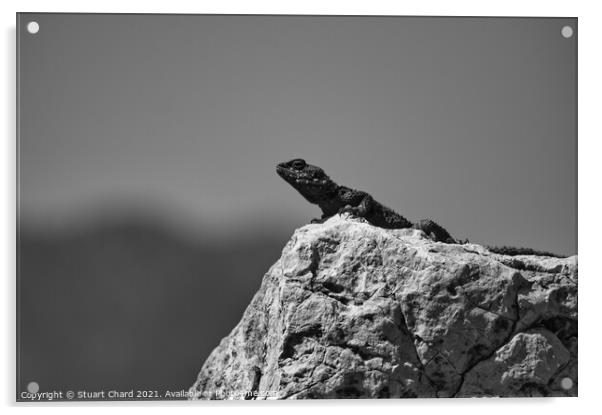 Lizard on a rock Acrylic by Stuart Chard