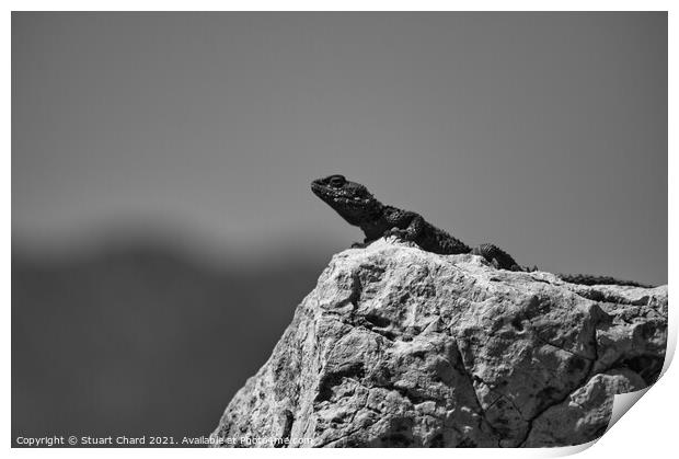 Lizard on a rock Print by Stuart Chard