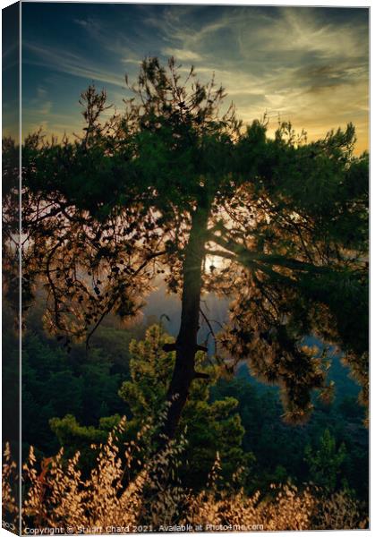 Forest trees at sunset Canvas Print by Travel and Pixels 