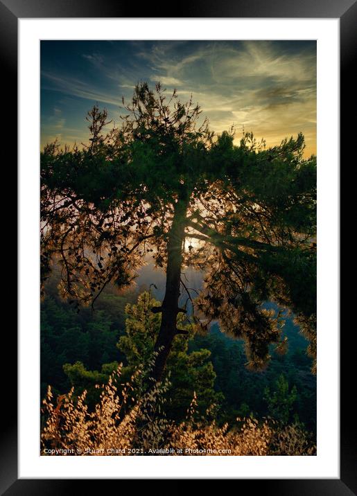 Forest trees at sunset Framed Mounted Print by Travel and Pixels 