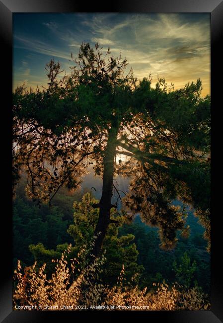 Forest trees at sunset Framed Print by Travel and Pixels 