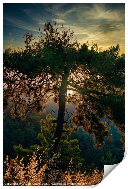 Forest trees at sunset Print by Stuart Chard