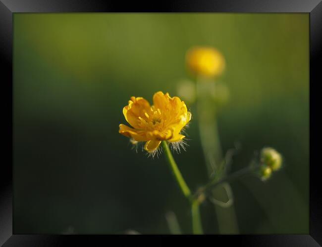 Buttercup Framed Print by Emma Dickson