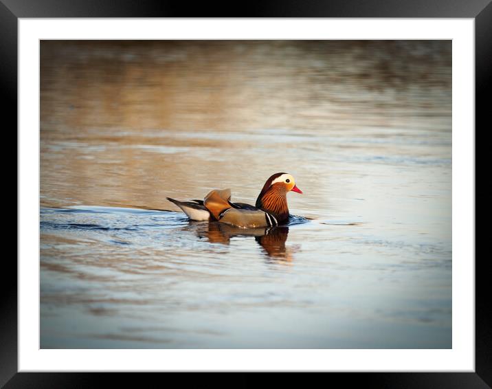 Mandarin Duck. Framed Mounted Print by Tommy Dickson