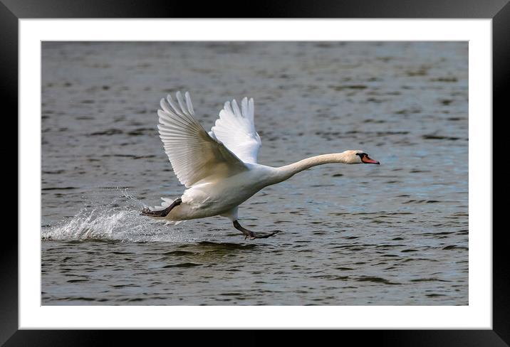 Swan Landing on water Framed Mounted Print by tim miller