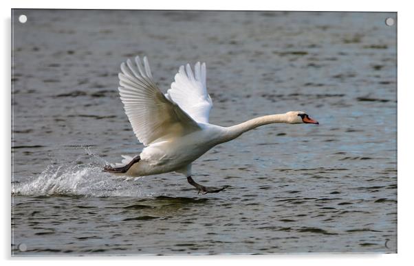 Swan Landing on water Acrylic by tim miller