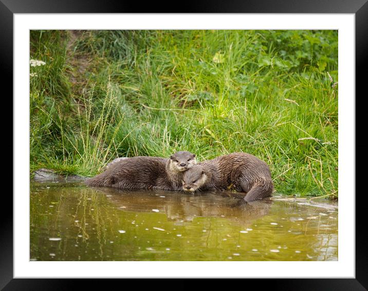 Asian Short Clawed Otter Framed Mounted Print by Tommy Dickson