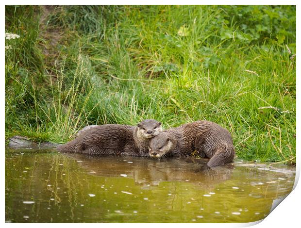 Asian Short Clawed Otter Print by Tommy Dickson