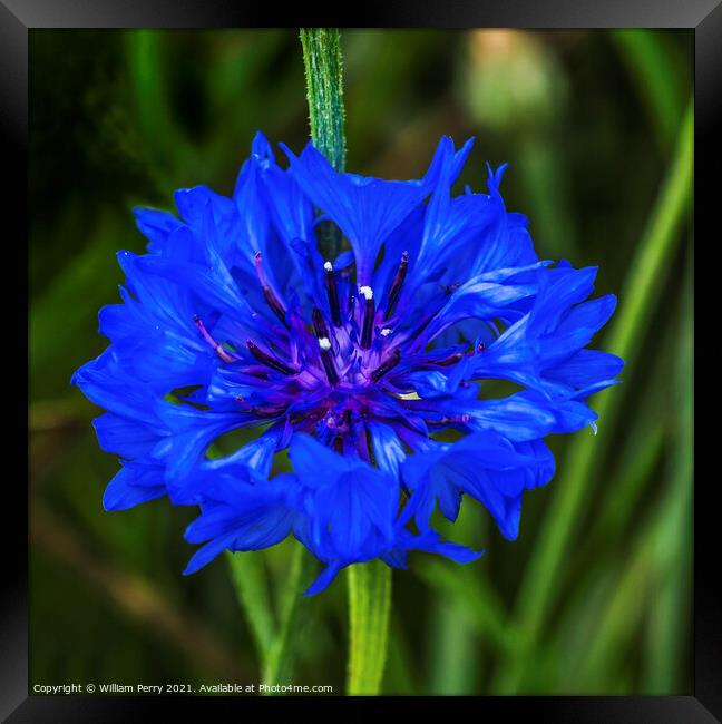 Blue Bachelor's Button Cornflower Blooming Macro Framed Print by William Perry