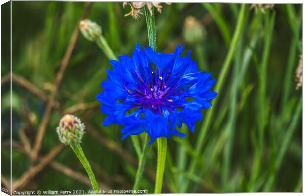Blue Bachelor's Button Cornflower Blooming Macro Canvas Print by William Perry