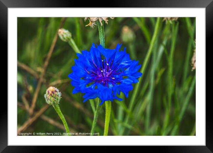 Blue Bachelor's Button Cornflower Blooming Macro Framed Mounted Print by William Perry