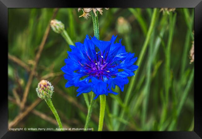 Blue Bachelor's Button Cornflower Blooming Macro Framed Print by William Perry