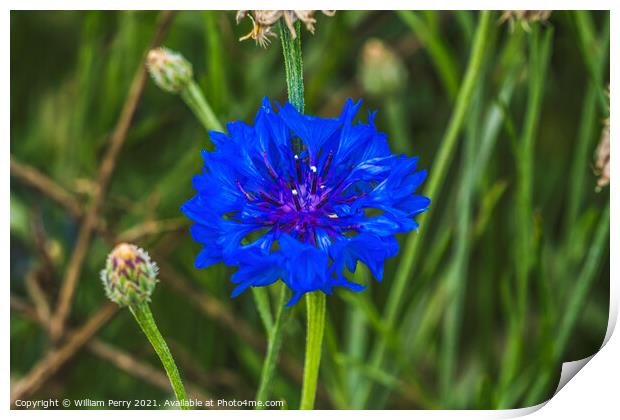 Blue Bachelor's Button Cornflower Blooming Macro Print by William Perry