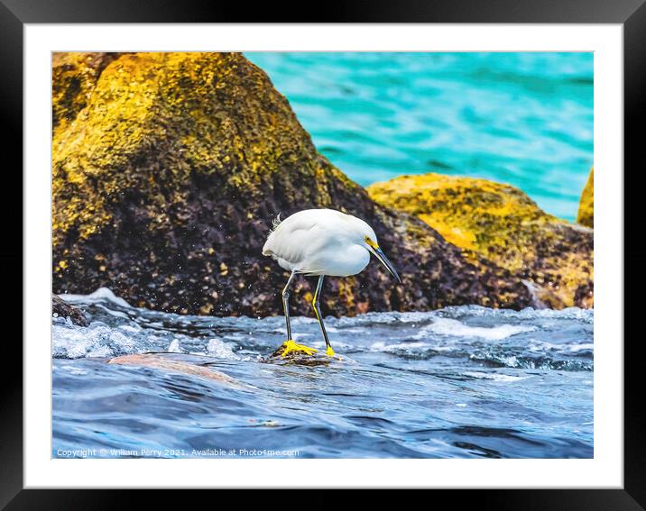 Snowy White Egret Cabo San Lucas Mexico Framed Mounted Print by William Perry