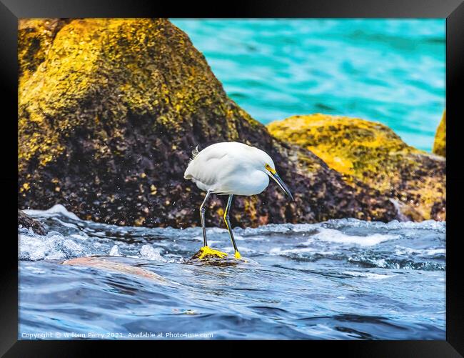 Snowy White Egret Cabo San Lucas Mexico Framed Print by William Perry