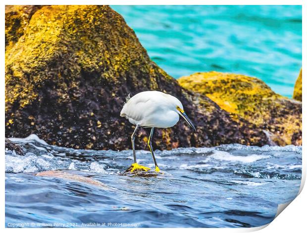 Snowy White Egret Cabo San Lucas Mexico Print by William Perry