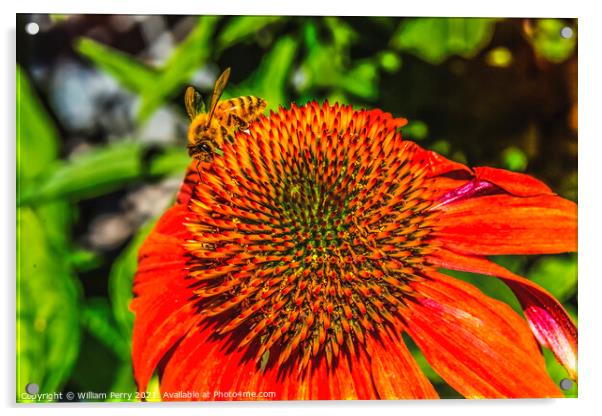 Honey Bee Orange Coneflower Blooming Macro Acrylic by William Perry