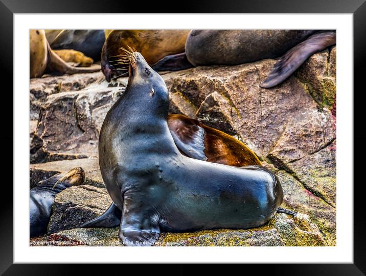 Male California Sea Lion Cabo San Lucas Mexico Framed Mounted Print by William Perry