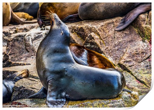 Male California Sea Lion Cabo San Lucas Mexico Print by William Perry