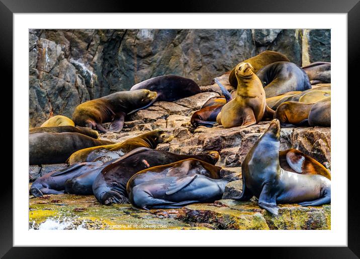 California Sea Lions Cabo San Lucas Mexico Framed Mounted Print by William Perry