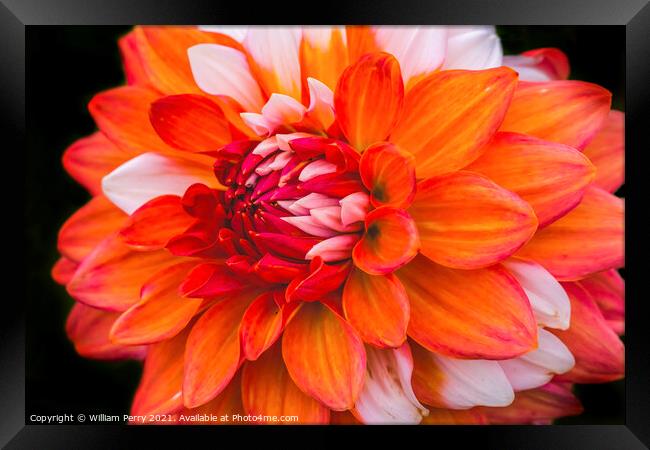 Orange White A La Mode Dahlia Blooming Macro Framed Print by William Perry