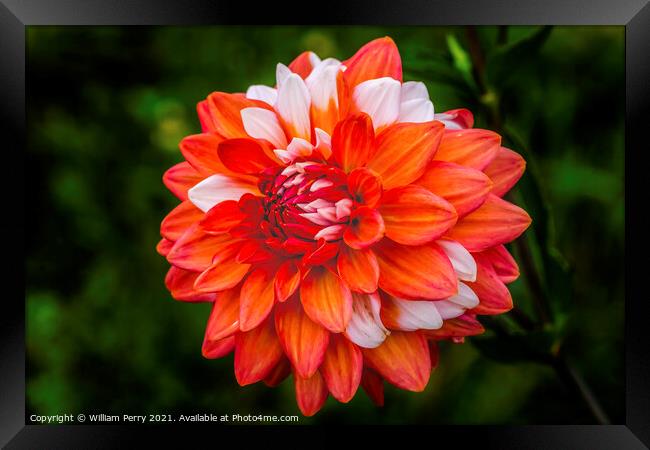 Orange White A La Mode Dahlia Blooming Macro Framed Print by William Perry