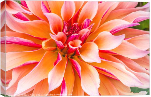 Coral Apricot Pink Rose Labyrinth Dahlia Blooming Macro Canvas Print by William Perry