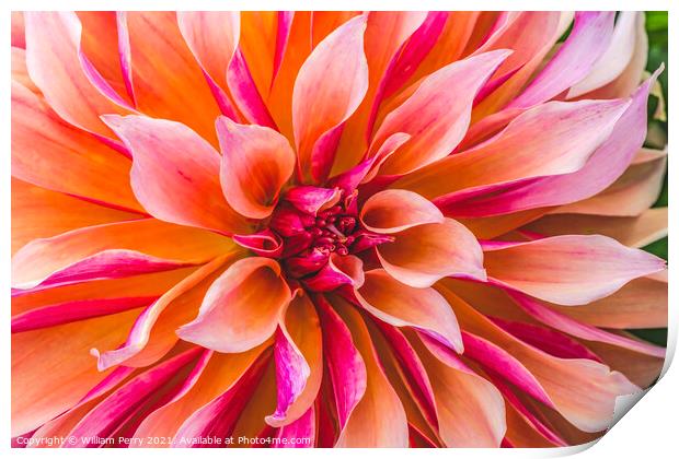 Coral Apricot Pink Rose Labyrinth Dahlia Blooming Macro Print by William Perry