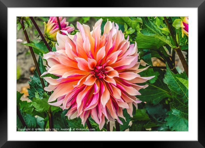 Coral Apricot Pink Rose Labyrinth Dahlia Blooming Macro Framed Mounted Print by William Perry