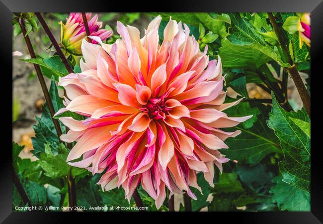 Coral Apricot Pink Rose Labyrinth Dahlia Blooming Macro Framed Print by William Perry