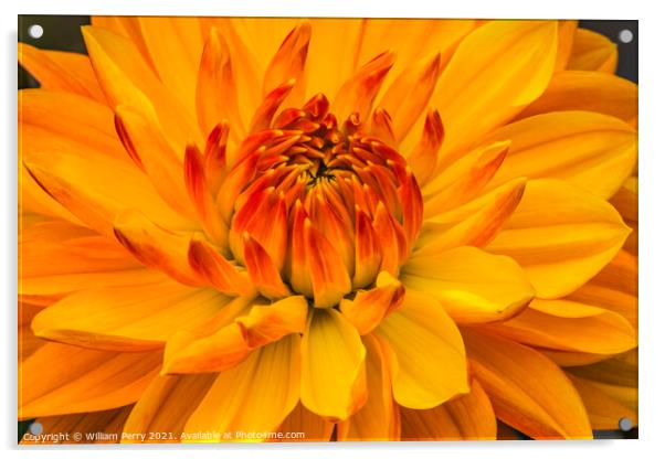 Yellow Orange Dahlia Blooming Macro Acrylic by William Perry