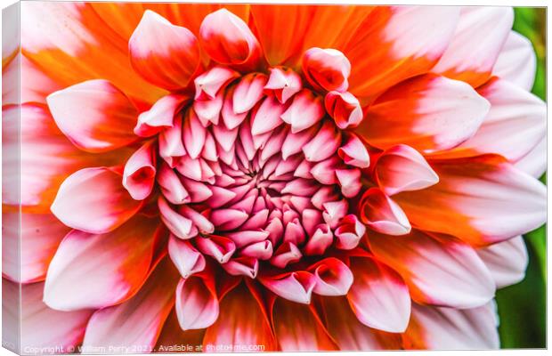Orange White A La Mode Dahlia Blooming Macro Canvas Print by William Perry