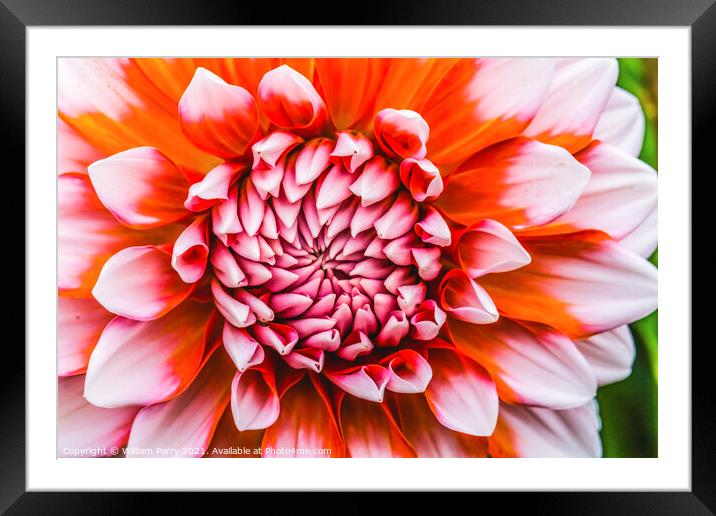 Orange White A La Mode Dahlia Blooming Macro Framed Mounted Print by William Perry