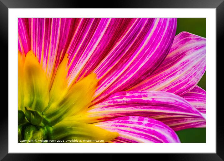 Pink Purple Brushstrokes Dahlia Petals Blooming Macro Framed Mounted Print by William Perry