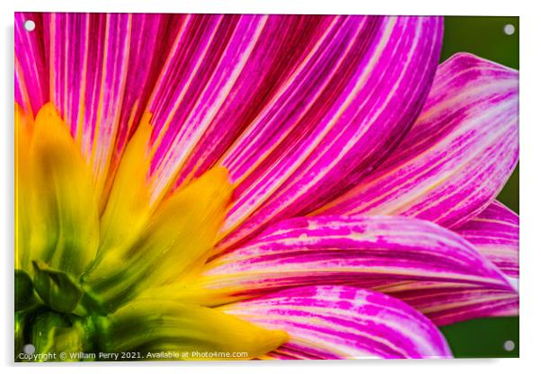 Pink Purple Brushstrokes Dahlia Petals Blooming Macro Acrylic by William Perry