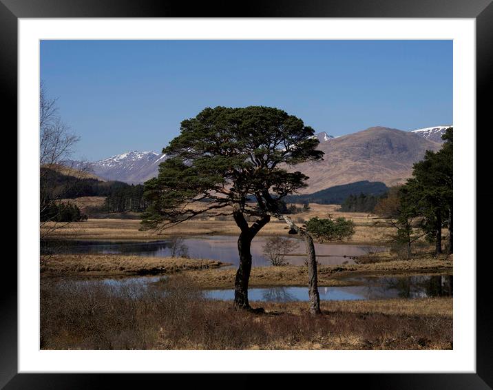 Tree at Loch Tulla Framed Mounted Print by Emma Dickson