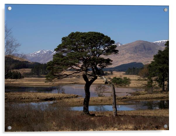 Tree at Loch Tulla Acrylic by Emma Dickson