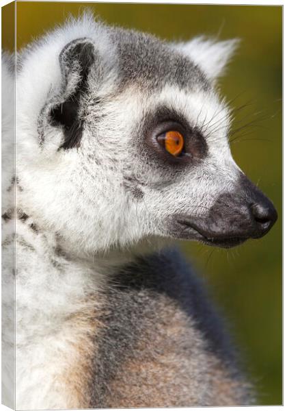 Ring-tailed lemur  (Lemur catta) Canvas Print by chris smith