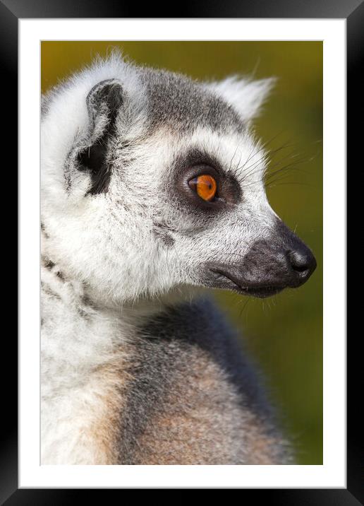 Ring-tailed lemur  (Lemur catta) Framed Mounted Print by chris smith