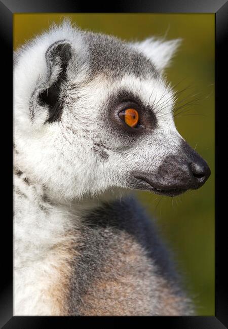 Ring-tailed lemur  (Lemur catta) Framed Print by chris smith