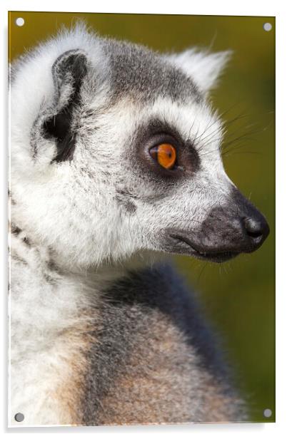 Ring-tailed lemur  (Lemur catta) Acrylic by chris smith