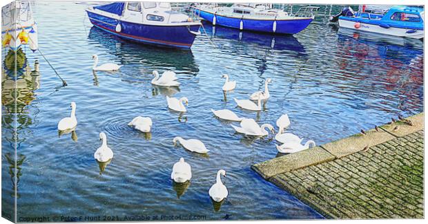 Swans in Brixham Harbour Canvas Print by Peter F Hunt