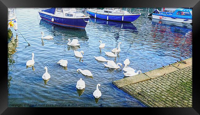 Swans in Brixham Harbour Framed Print by Peter F Hunt