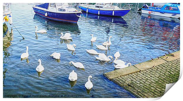 Swans in Brixham Harbour Print by Peter F Hunt